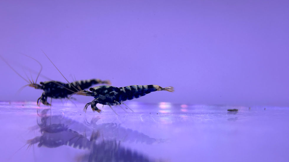 Thumbnail: Black Galaxy Caridina Shrimp