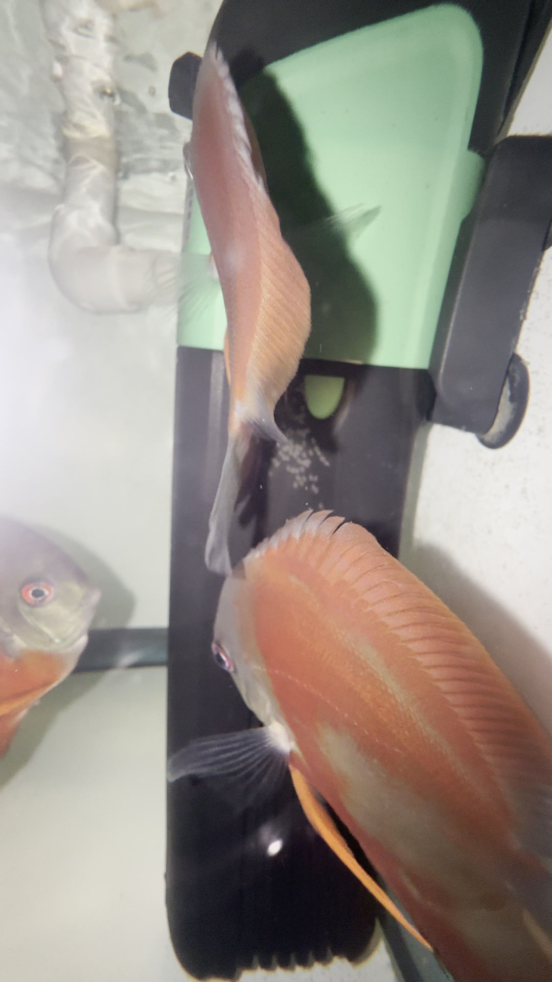 Rose Red Breeding Pair
