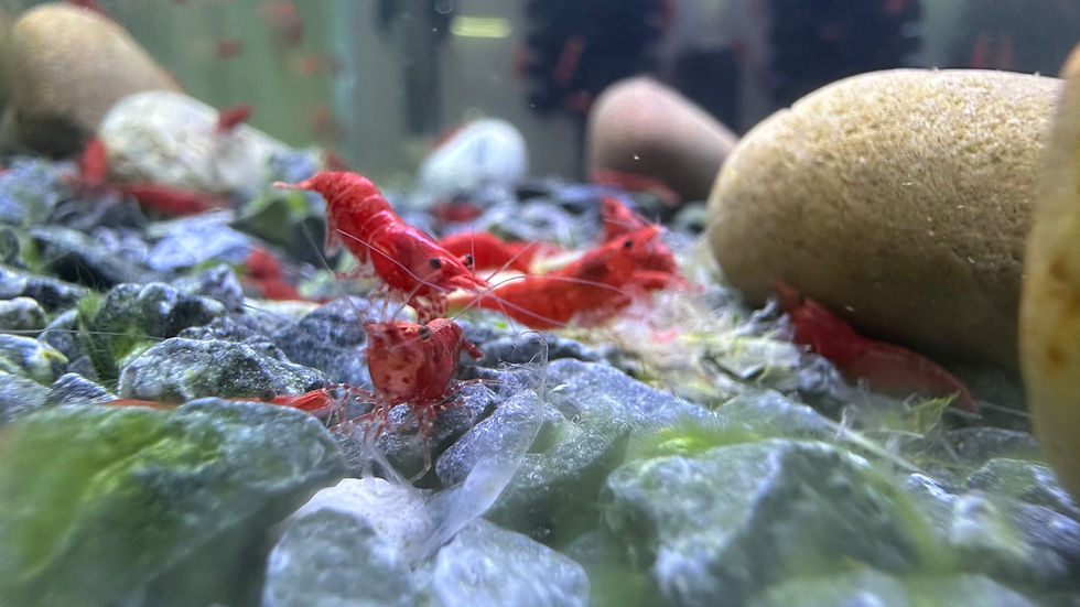 Thumbnail: Fire Red Neocaridina Aquarium Shrimp