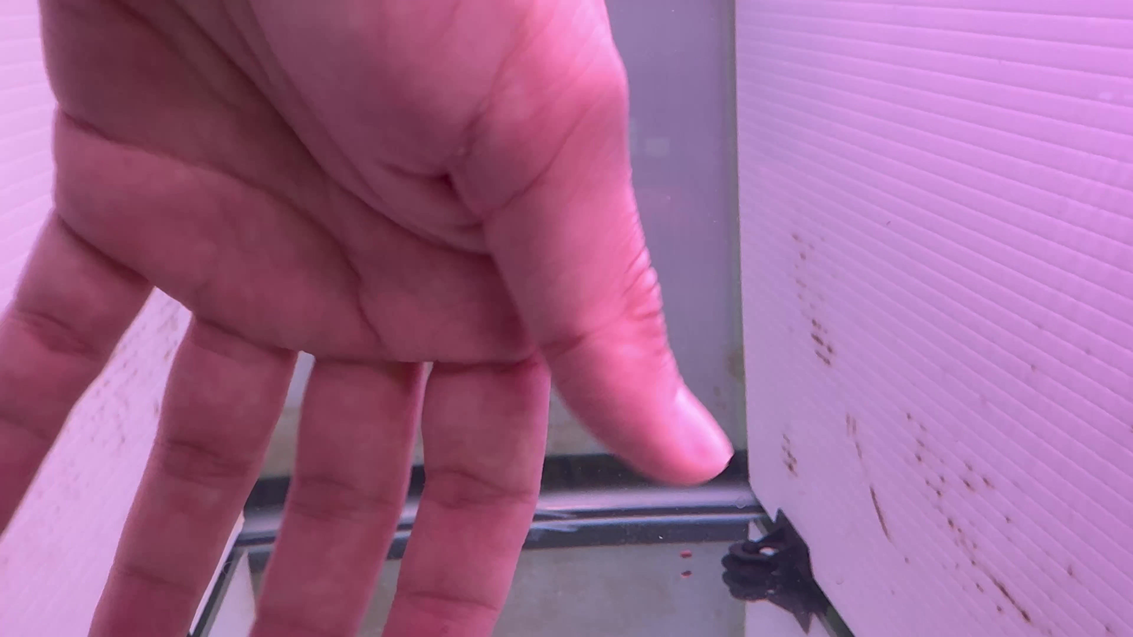 #17 King Kamfa F3 2 tones Flowerhorn 3.5" live fish