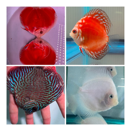 Pack Of Discus Bright Aquarium