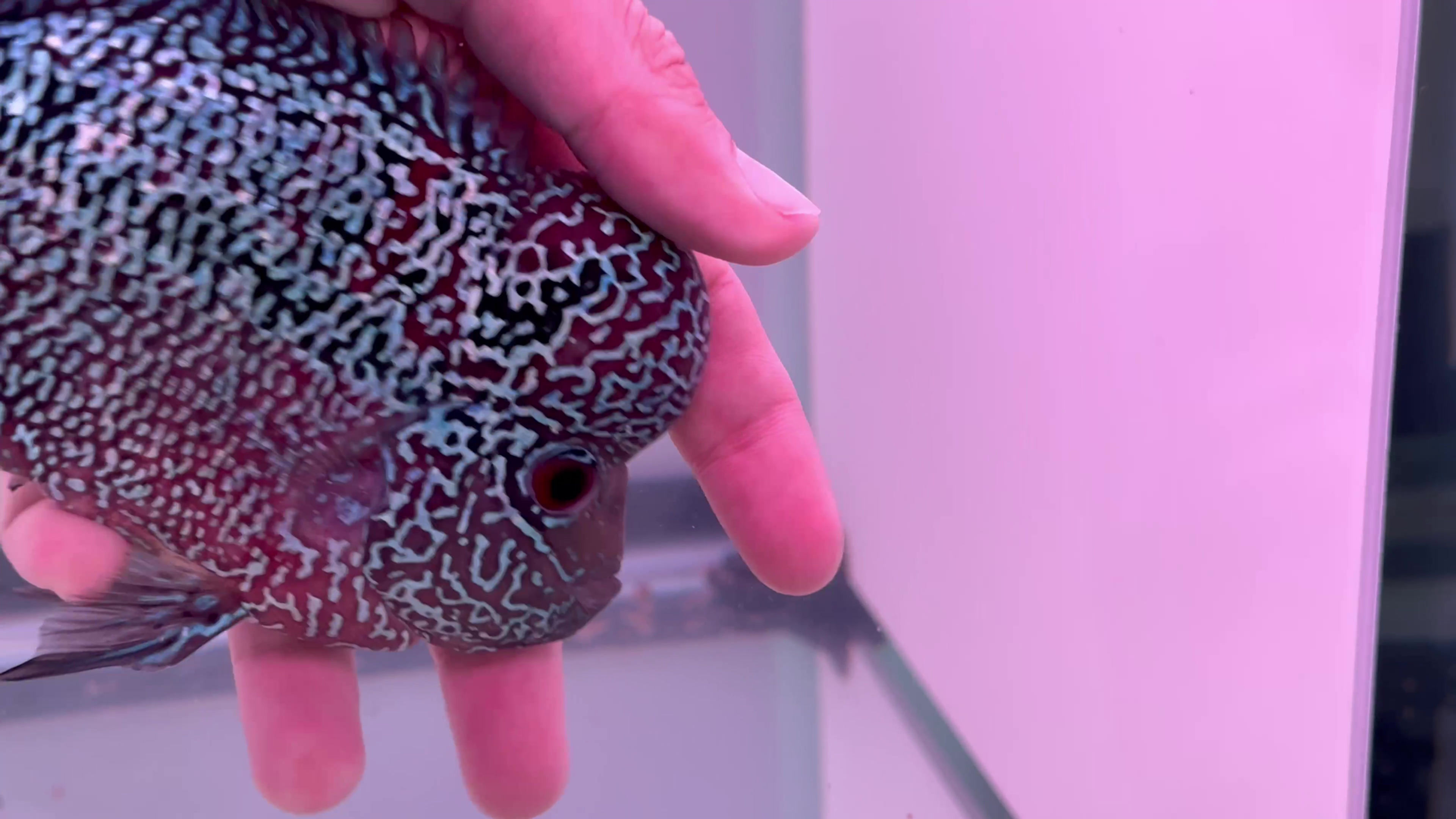 #2 King Kamfa F3 2 tones Flowerhorn 3.5" live fish