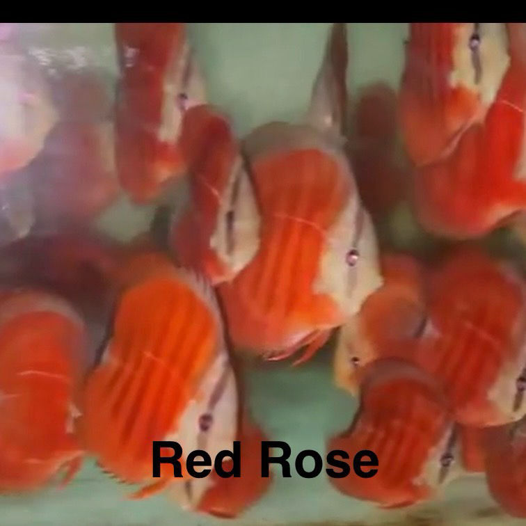 Thumbnail: Single Discus Fish (3.5”–4”) – Select Your Favorite Color
