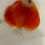Thumbnail: Red Melon Discus 3.5- 3.75"