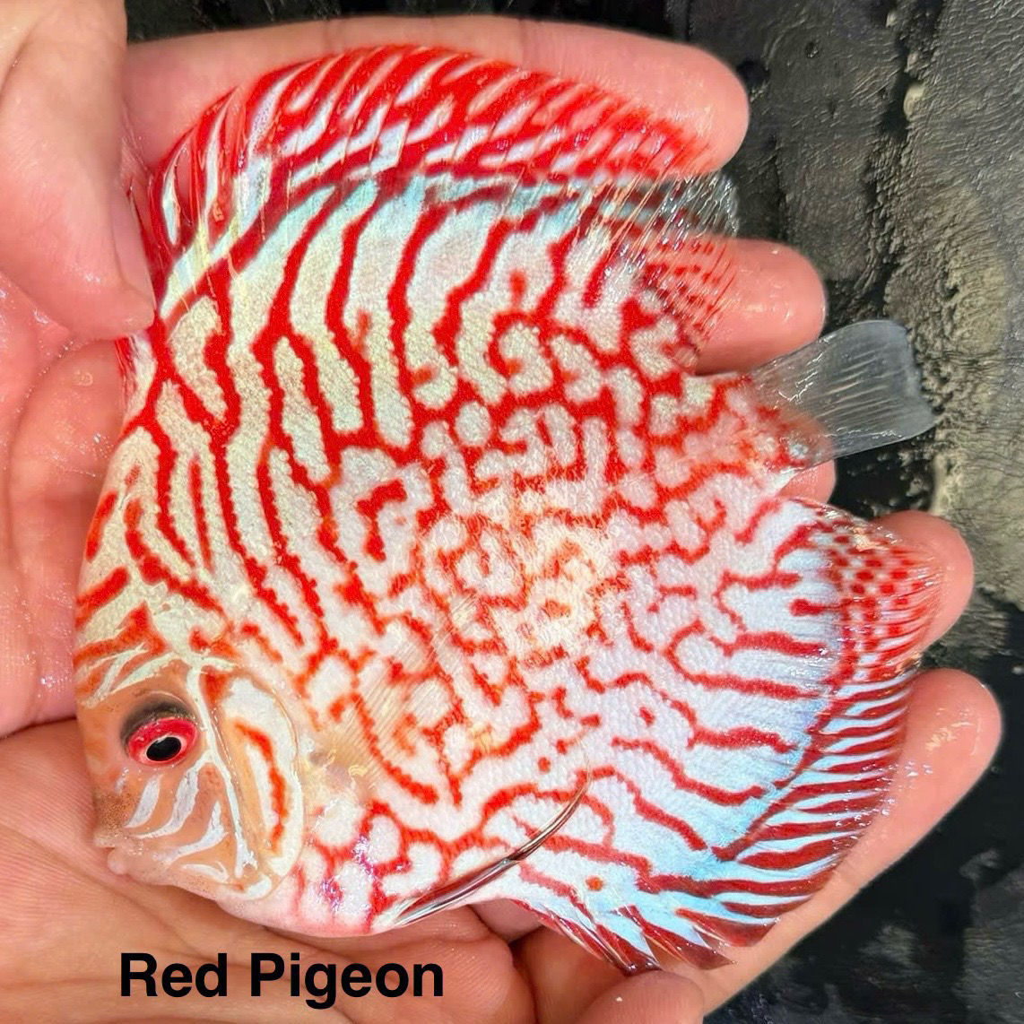 Red Pigeon