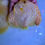 Thumbnail: Albino Yellow Manboral  Discus 4”
