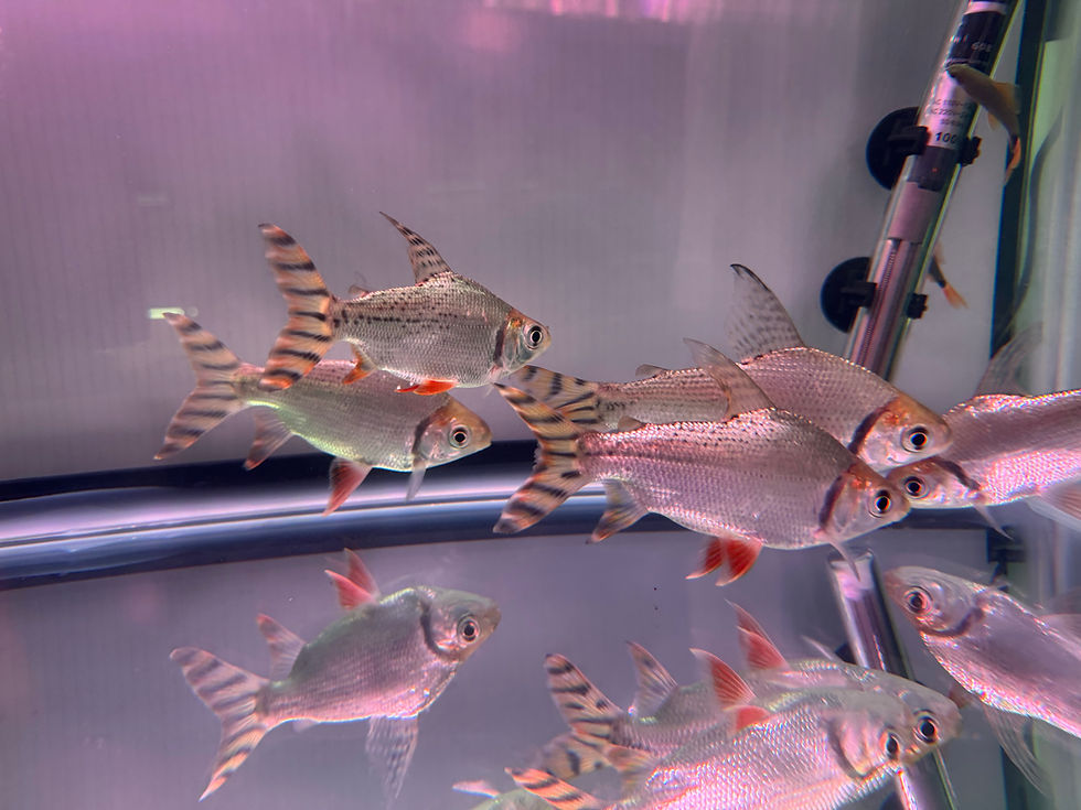 Thumbnail: Flag Tail 5-6”