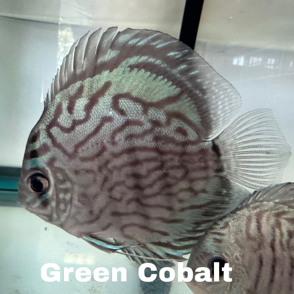 Thumbnail: Single Discus Fish (3.5”–4”) – Select Your Favorite Color