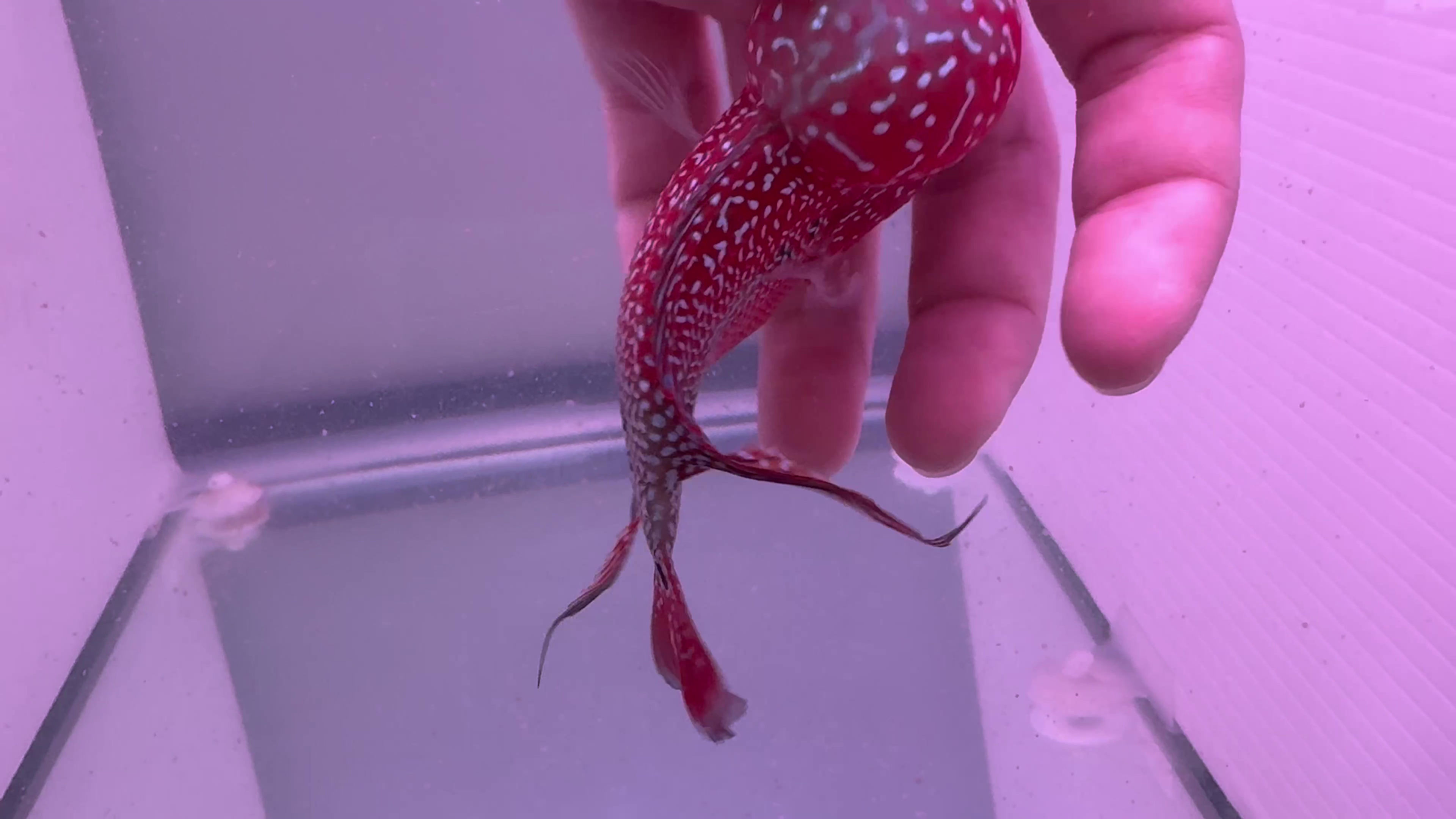 #23 King Kamfa F3 2 tones Flowerhorn 3.5" live fish