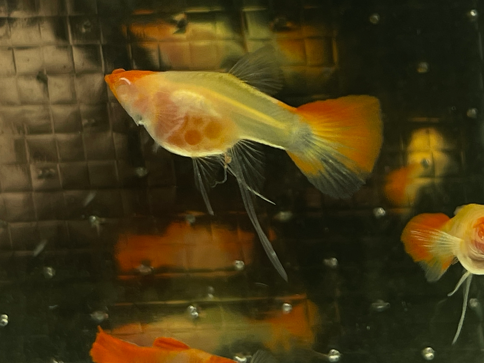 Thumbnail: Pre-Order Albino Koi Seethru Short Body Ribbon