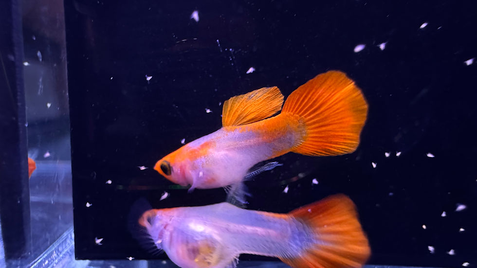 Thumbnail:  Pre-Order Koi Glass Belly Short Body