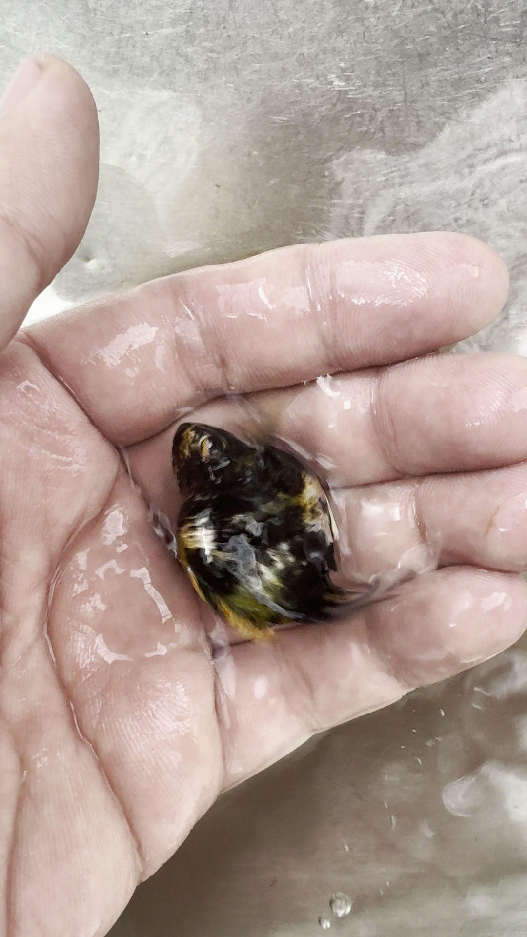 Tiger Molly Short Body