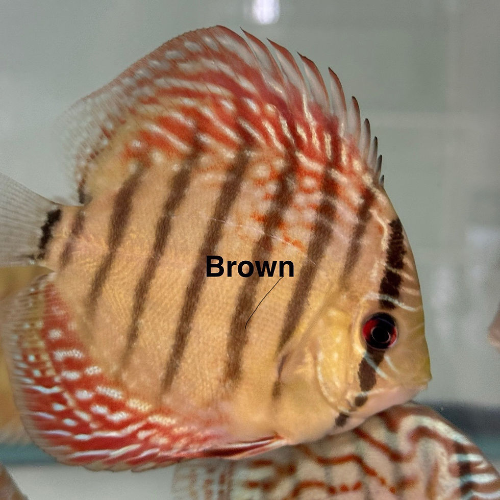 Thumbnail: Pack of 2 Albino Discus Fish (3.5”–4”) – Multi Color Selection