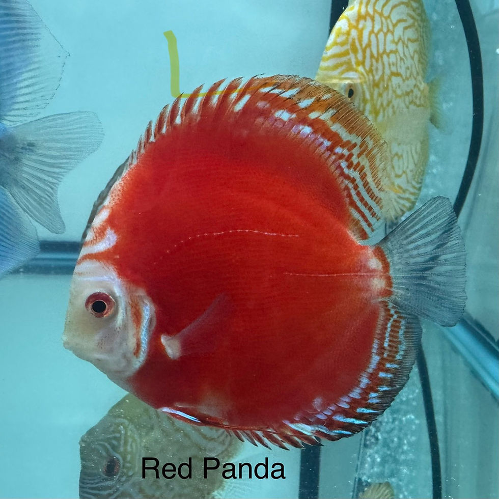 Thumbnail: Pack of 4 Single-Color Discus  3.5”–4”