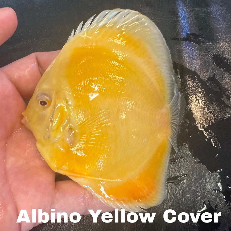 Thumbnail: Pack of 2 Single - Color Discus 3.5 to 4” 