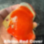 Thumbnail: Pack of 4 Albino Discus Fish (3.5”–4”) – Multi Color Selection