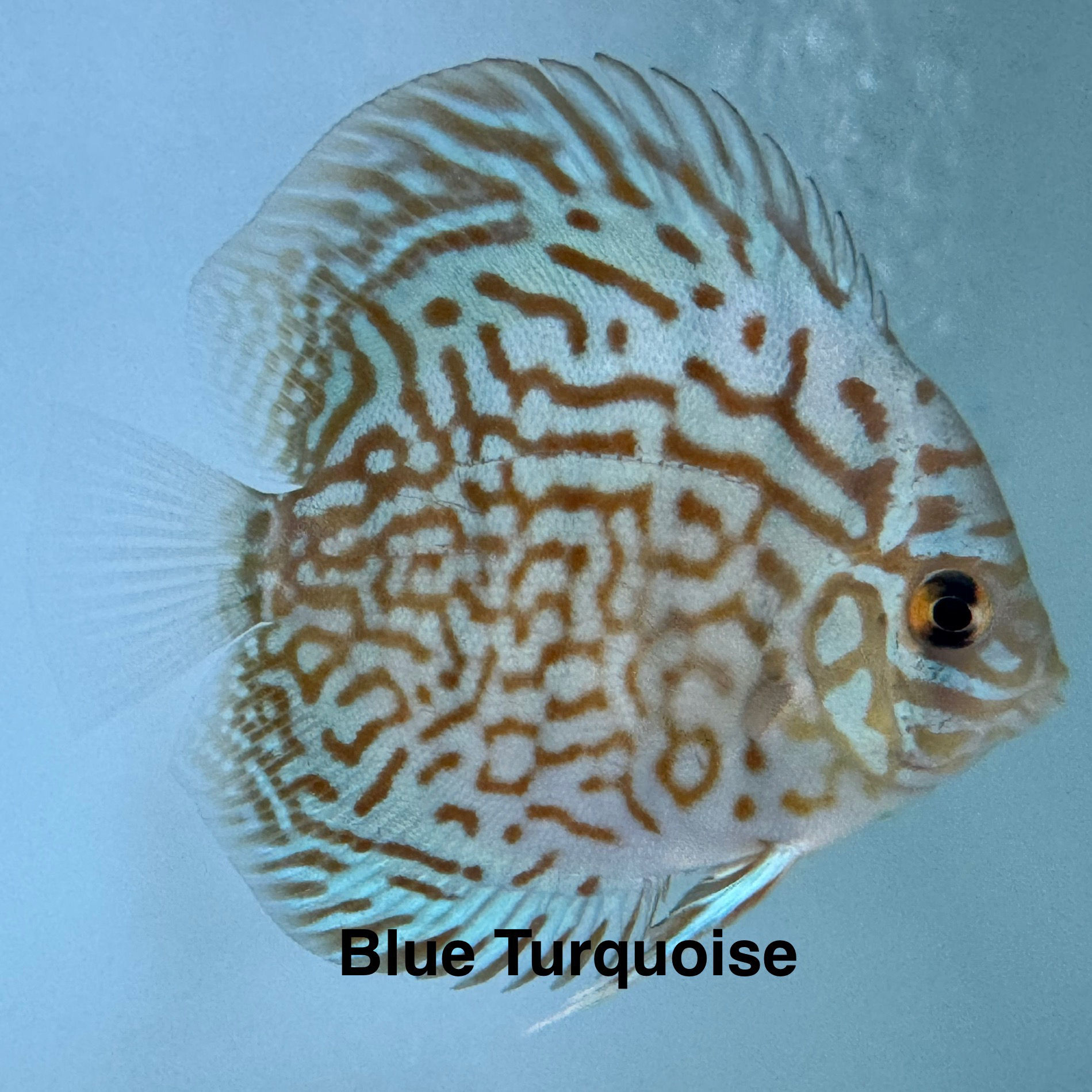 Blue Turquoise 3.75 to 4”