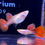 Thumbnail: Albino Metal King Cobra Red Tail