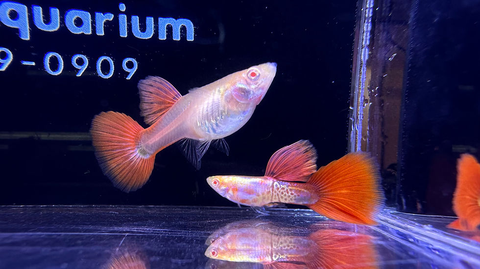 Thumbnail: Pre-Order Albino Metal King Cobra Red Tail