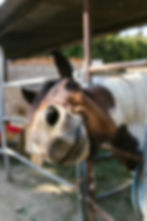 Straight From the Horse's Mouth :)