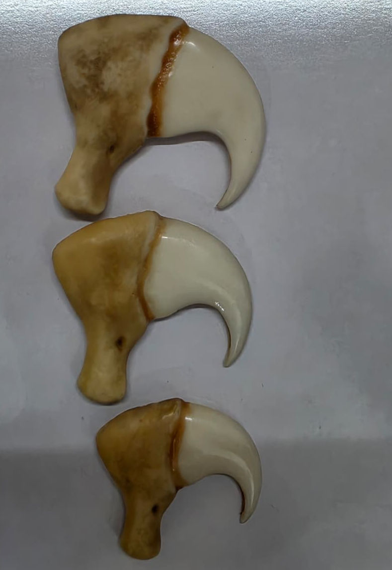 Thumbnail: Tiger claw 1 Pair