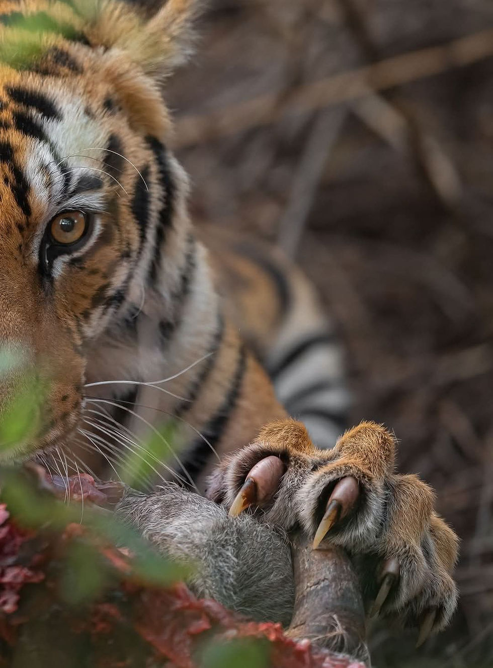 Thumbnail: Tiger claw 1 Pair