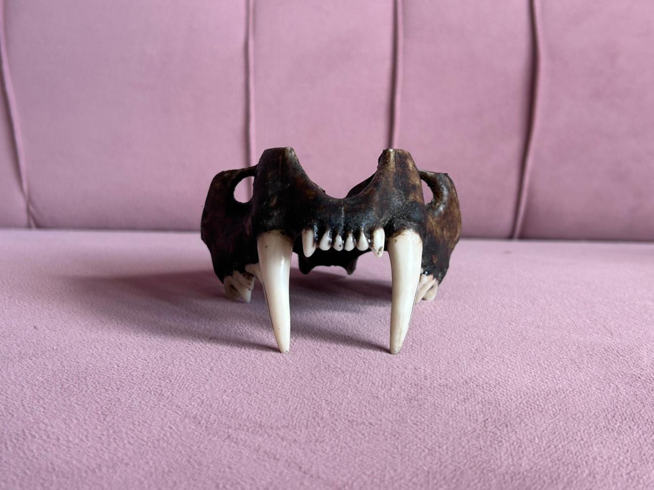 Antique Clouded Leopard- Large