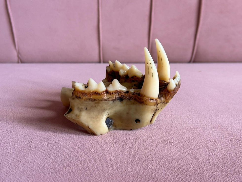 Thumbnail: Clouded Leopard- Large (Bone White)