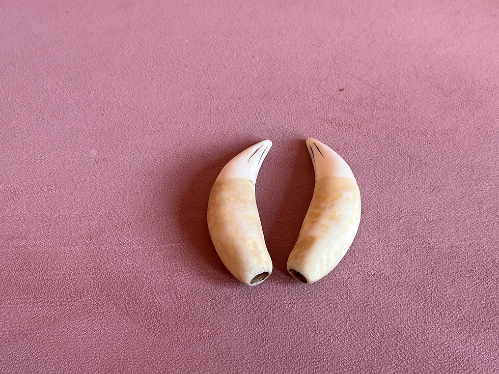 Thumbnail: Tiger Canine Teeth Pair- Hollowed