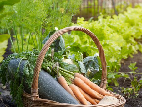 ¿Cómo Aprender a Producir tus propios alimentos orgánicos en casa? inclusive en un BALCON