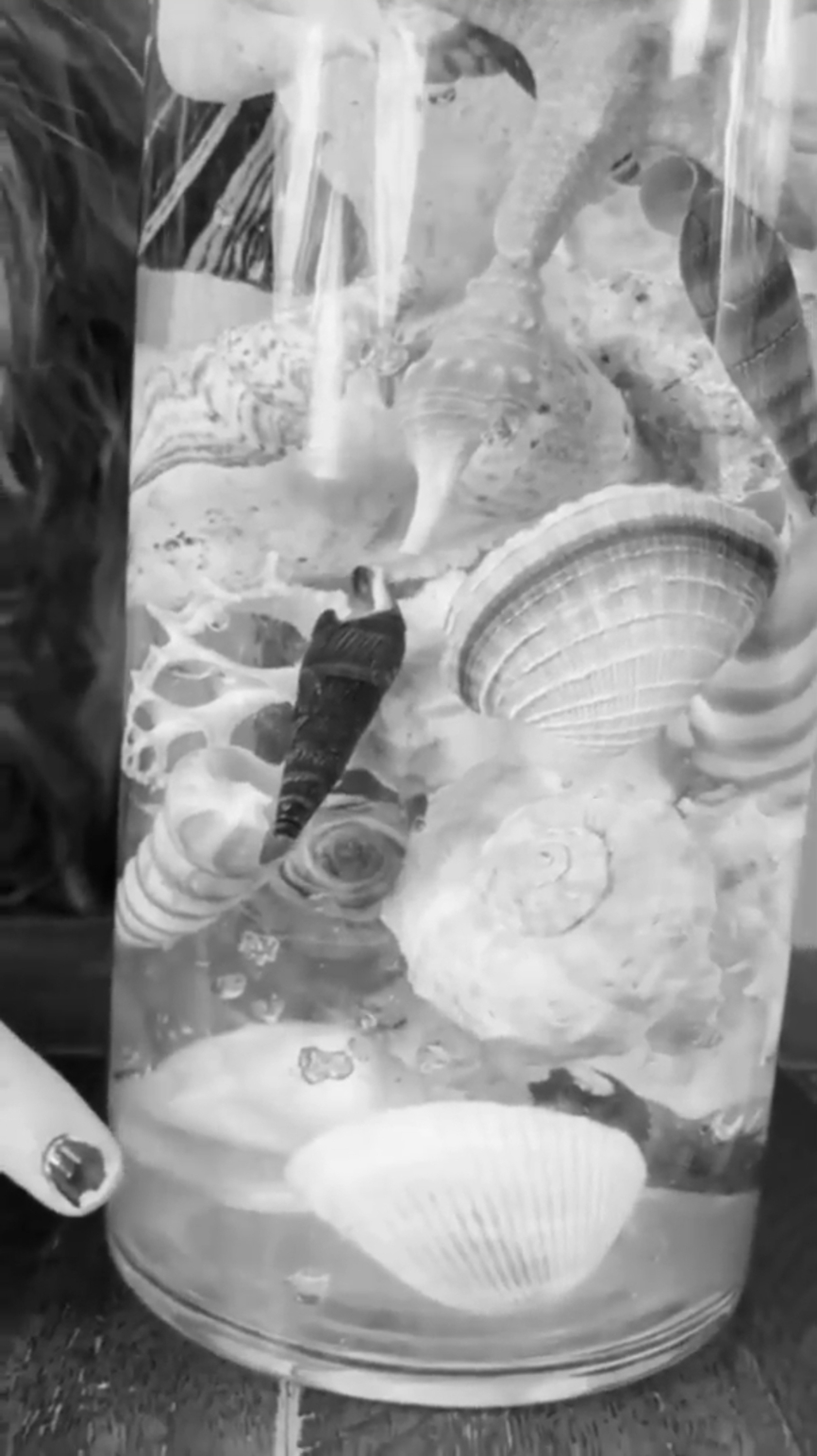 Seashell Centerpiece