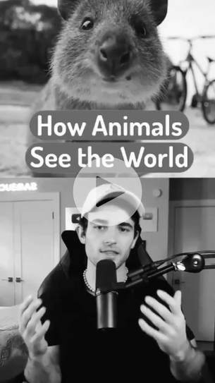 Animal's POV