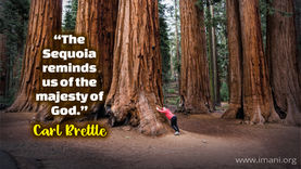 00462 - Sequoia