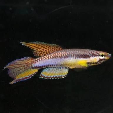 Writer: Serkan & Christian Alasya