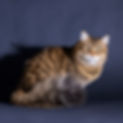 A59I3995 copy 2_edited.jpg
