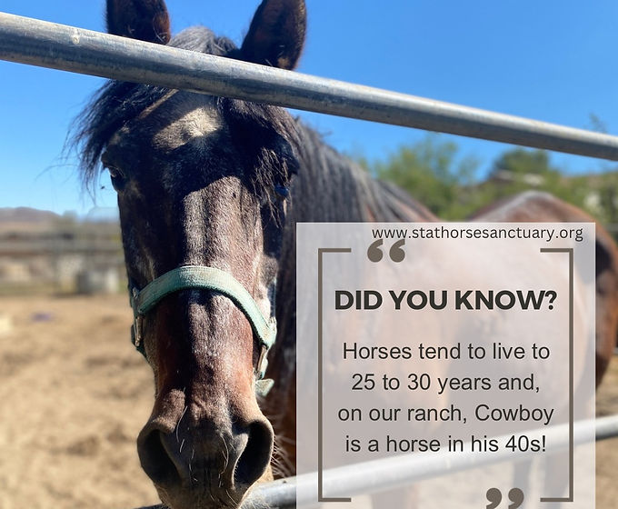 Did you know series (4).JPG