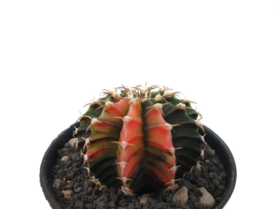 Variegated Gymnocalycium cactus with red and green ribs