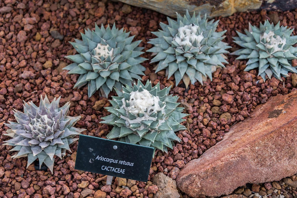 Ariocarpus retusus cactus in red gravel soil