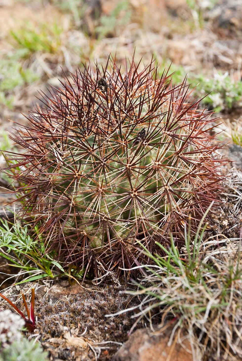 Round Echinocereus cactus with dense reddish-brown spines.