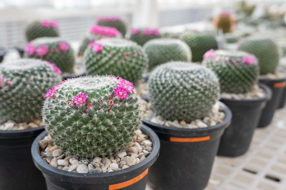 Flowering Mammillaria cactus species in black pots
