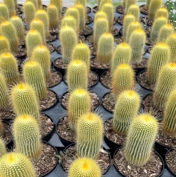 Rows of small Parodia leninghausii cacti in pots