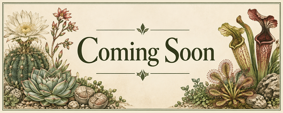 Coming Soon - The Seed Collection botanical illustration