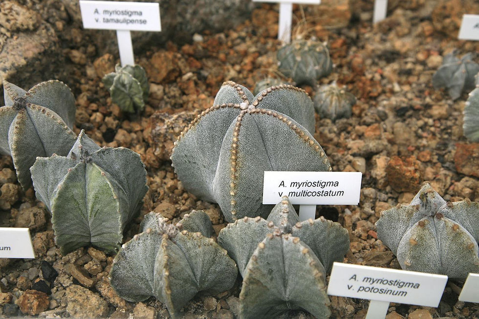 Astrophytum myriostigma multicostatum cactus in soil