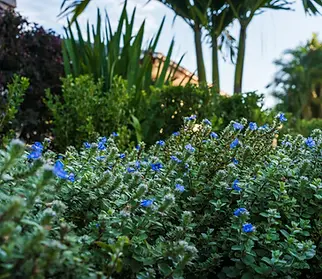 planting plants flowers 4.webp