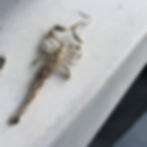 Scorpion earrings