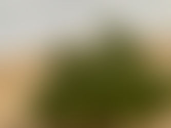 What's the Deal with Shepherds?