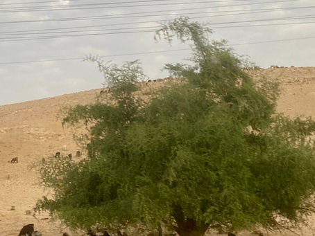 What's the Deal with Shepherds?