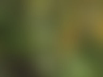 life is in the vine.