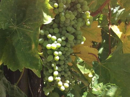 life is in the vine.