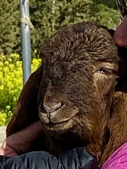 did you know that sheep smile??